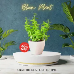 A beautiful Jade plant, perfect for starting your bonsai journey, potted in a clean white ceramic pot. It's a succulent that is very forgiving and easy to shape.