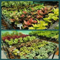 Our garden center is filled with a diverse collection of foliage plants. Here you can see colorful Aglaonema and Coleus plants, perfect for adding a splash of color to your indoor or outdoor spaces.