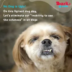 We believe that no dog is ugly. On Ugliest Dog Day and every day, we celebrate the unique beauty in every single dog and stand against any form of discrimination based on appearance. Every dog deserves love.