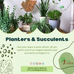 Refresh your space with our elegant planters and hardy succulents. These arrangements are a quick and easy way to bring a touch of green to your desk or a corner of your office.