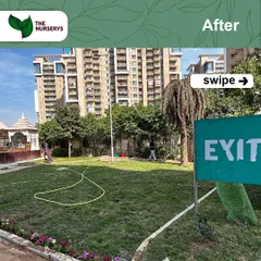 The "after" shot of my lawn installation project at Emaar Palm Gardens. The result is a clean, expansive, and healthy green space that enhances the entire property and provides a beautiful area for residents to enjoy.