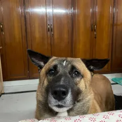 This is Brownie, my inspiration. Rescued from the streets, he overcame so much. His journey taught me about resilience and gave me my life's passion for helping dogs.