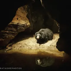 A sloth bear framed perfectly by a natural cave entrance. I used the weathered rocks as a frame within the frame and set up my lighting to create a spotlight effect, highlighting the bear as it approached the water.
