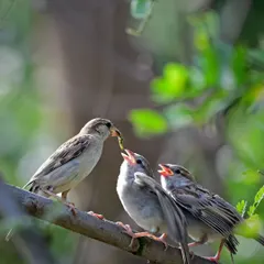 A tender moment as a mother House Sparrow feeds her hungry chicks. My guiding philosophy is 'bird first, photo later', and witnessing such intimate behaviours is a reward in itself. These are the stories that unfold when we observe nature with respect.