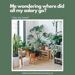 Me wondering where all my salary went... also my home. Can any other plant parents relate to this? It's an addiction we fully support.