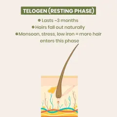 During the Telogen or 'Resting' phase, which lasts about 3 months, hairs naturally prepare to fall out. This infographic explains how factors like monsoon weather, stress, or low iron can push more hair into this phase, leading to increased shedding.