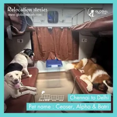 A full house on the move! Ceaser, Alpha, and Batri share a spacious coupe on their train journey from Chennai to Delhi. We can accommodate multiple pets from the same family together for a comfortable relocation.