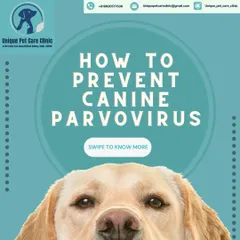 Preventing serious illnesses like Canine Parvovirus is one of my top priorities. This guide is the first step in educating dog owners on how to protect their beloved companions through vaccination and proper hygiene.