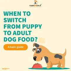 Knowing when to switch from puppy to adult food is crucial for long-term health. This guide explains how the timing depends on your dog's breed size, ensuring they get the right nutrition at every life stage.