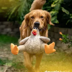 A good mood and balanced behavior can often be linked to a good diet. This happy Golden Retriever with its favorite toy is a perfect picture of a well-nourished, content dog.
