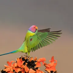 A Plum-headed Parakeet spreads its wings, showing the beautiful feathers underneath. Capturing these fleeting moments of action is always a goal.