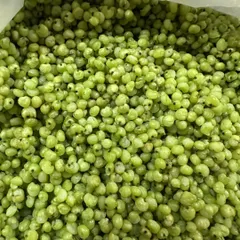 This is fresh Ponk, the star ingredient for my winter snacks. These tender jowar (sorghum) grains are a much-awaited delicacy in Gujarat, and I bring them to you here in Gurgaon.