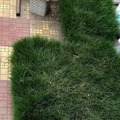 Even small or irregularly shaped areas can be transformed with carpet grass. Here, I've installed a patch of lush Korean grass on a tiled patio area.