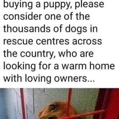 If you're thinking of buying a puppy, please consider one of the thousands of dogs in rescue centers looking for a warm home. Stop supporting cruelty.