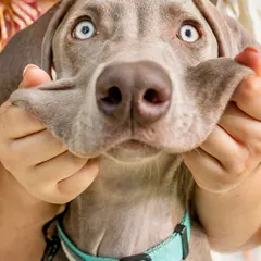 Cheeks for days! A hilarious and adorable close-up of Draco the Weimaraner puppy getting his "pancake face" squished.