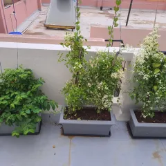 For this terrace, I used simple rectangular planters with trellises to support flowering creepers. This is an effective way to add height and a sense of enclosure to an open rooftop space.