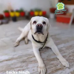 The wise and gentle face of Lucky Singh, a senior Labrador. I have a soft spot for older dogs and ensure they get extra comfortable care.