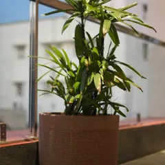 A single, elegant potted palm adds a touch of green and a natural element to this modern balcony with a glass railing.