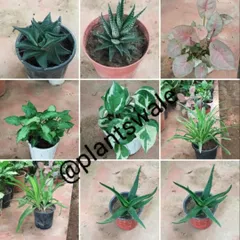 A variety pack of popular houseplants, featuring succulents like Haworthia and Aloe alongside leafy plants like Caladium and Pothos.