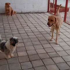 A lazy evening with friends. A Shih Tzu, a Labrador, and a Golden Retriever sharing a quiet moment in our paved play area.
