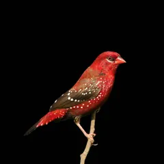 A striking image of a Red Avadavat, also known as the Strawberry Finch, set against a pure black background that makes its brilliant red plumage pop.