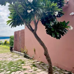 A beautiful Plumeria tree stands against a terracotta-colored wall, its white flowers adding a touch of softness. We carefully select native and adaptive plants that thrive in the local climate, ensuring the long-term health of the garden.