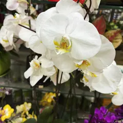The classic elegance of a white Phalaenopsis orchid is timeless. These plants produce a cascade of beautiful blooms that can last for months with the right care.