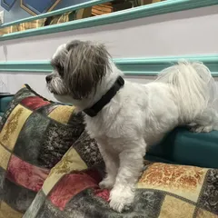 Koko exploring the furniture in his new home. He's full of curiosity after his big trip.