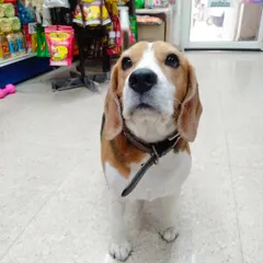 This adorable Beagle is waiting patiently for a treat. I love the curious and hopeful looks I get from my four-legged shoppers.