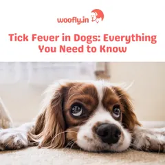 A sad look can sometimes be more than just a mood; it can be a sign of illness like tick fever. I help pet parents understand and watch for signs of this serious condition.