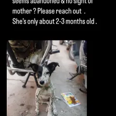 This was our initial appeal for Luna, a 2-3 month old abandoned indie pup. We couldn't leave her on the streets, and thanks to our network, we were able to get her to safety.
