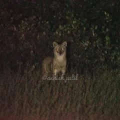 A Golden Jackal, or 'Kolha' in Marathi, spotted in the Mumbai Metropolitan Region. This night shot shows that you don't always have to travel far for exciting wildlife encounters.