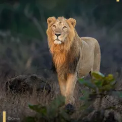 An impressive male Asiatic Lion, the pride of Gir National Park, pauses to survey his kingdom. We take you to the last remaining habitat of these endangered lions for a truly unique Indian safari experience.