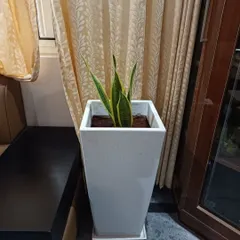 Another example of a Snake Plant in a tall, square white planter. Its upright growth habit makes it ideal for tight spaces and corners.
