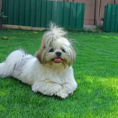 This fluffy Shih Tzu is relaxing on the cool, green lawn. The turf is gentle on paws and stays clean year-round.