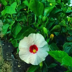 This is a stunning white Hibiscus with a deep red center. It is a hardy flowering shrub that produces big, beautiful flowers all through the warm months.