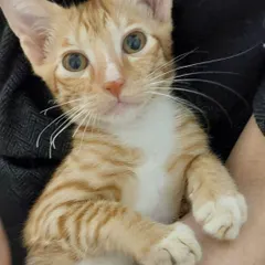 A stunning close-up of the 3-month-old ginger male kitten. He is looking for a loving family.