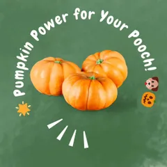Pumpkin is a superfood I include in my meals. It's fantastic for digestive health, helps with weight management because it's low in calories, and is packed with vitamins A, C, and E for a strong immune system.