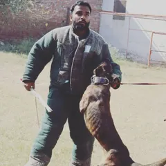 A moment of intensity during a decoy session with a Malinois. My job is to present a challenge that builds the dog's confidence and skill.