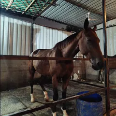 One of our beautiful horses relaxing in its clean and airy stall. The well-being of our horses is our top priority.