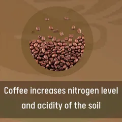 Did you know used coffee grounds are great for your garden? They increase the nitrogen level and acidity of the soil, making them an excellent natural fertilizer for acid-loving plants like tomatoes, blueberries, and marigolds.