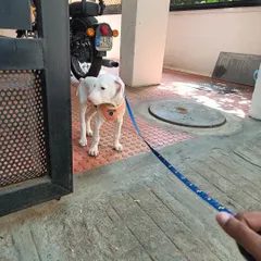 Introducing the leash to a Rajapalayam puppy for the first time. Early, positive exposure to new things like this is a core part of my puppy foundations program to build a confident adult dog.