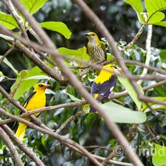 This courtship of Golden Orioles is very dear to me. I saw four of them on the day Shri Narendra Modi first took oath as Prime Minister. It felt like a sign of a golden period returning, a story that was later published in Air India's magazine.