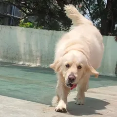 This beautiful Golden Retriever enjoys the peace and quiet of our rooftop area, which is accessible to our special guests who need their own space.