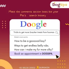 If your pet could search on "Doogle," what would they look for? I bet "Book an appointment at DogSpa" would be at the top of the list for a silky, fabulous coat.