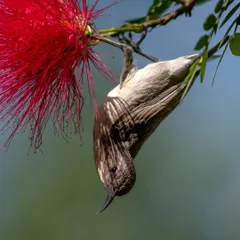 A female Purple Sunbird performing acrobatics to sip nectar from a bright red bottlebrush flower. Many people mistake them for hummingbirds.