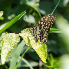 A Lime Butterfly, with its intricate wing patterns, finds a resting spot in our forest. By planting specific host plants, we actively encourage different butterfly species to make our sites their home.
