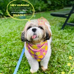 This is the kind of friendly face you'll meet here. My space is designed for both humans and their pets to feel welcome, with plenty of green grass and room to explore.