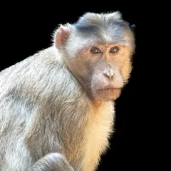 A striking portrait of a Bonnet Macaque against a pure black background. This low-key technique removes all distractions, allowing us to connect directly with the animal's thoughtful expression.