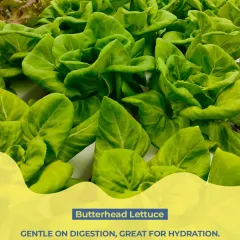I choose butterhead lettuce for its tender texture and hydrating properties. It's gentle on digestion and adds a delicate freshness to our salads.